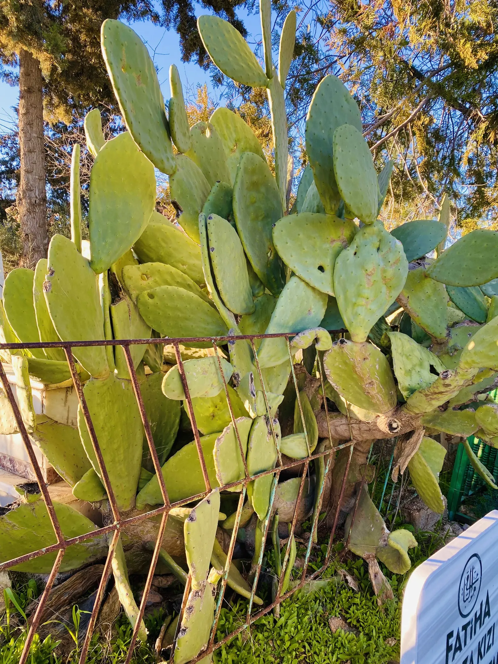 Mission Or Tree Cactus, Indian Fig (Opuntia Ficus-Indica) — is a large shrubby cactus reaching up to 15-20 feet tall; <br><br>Characterized by its, image 83