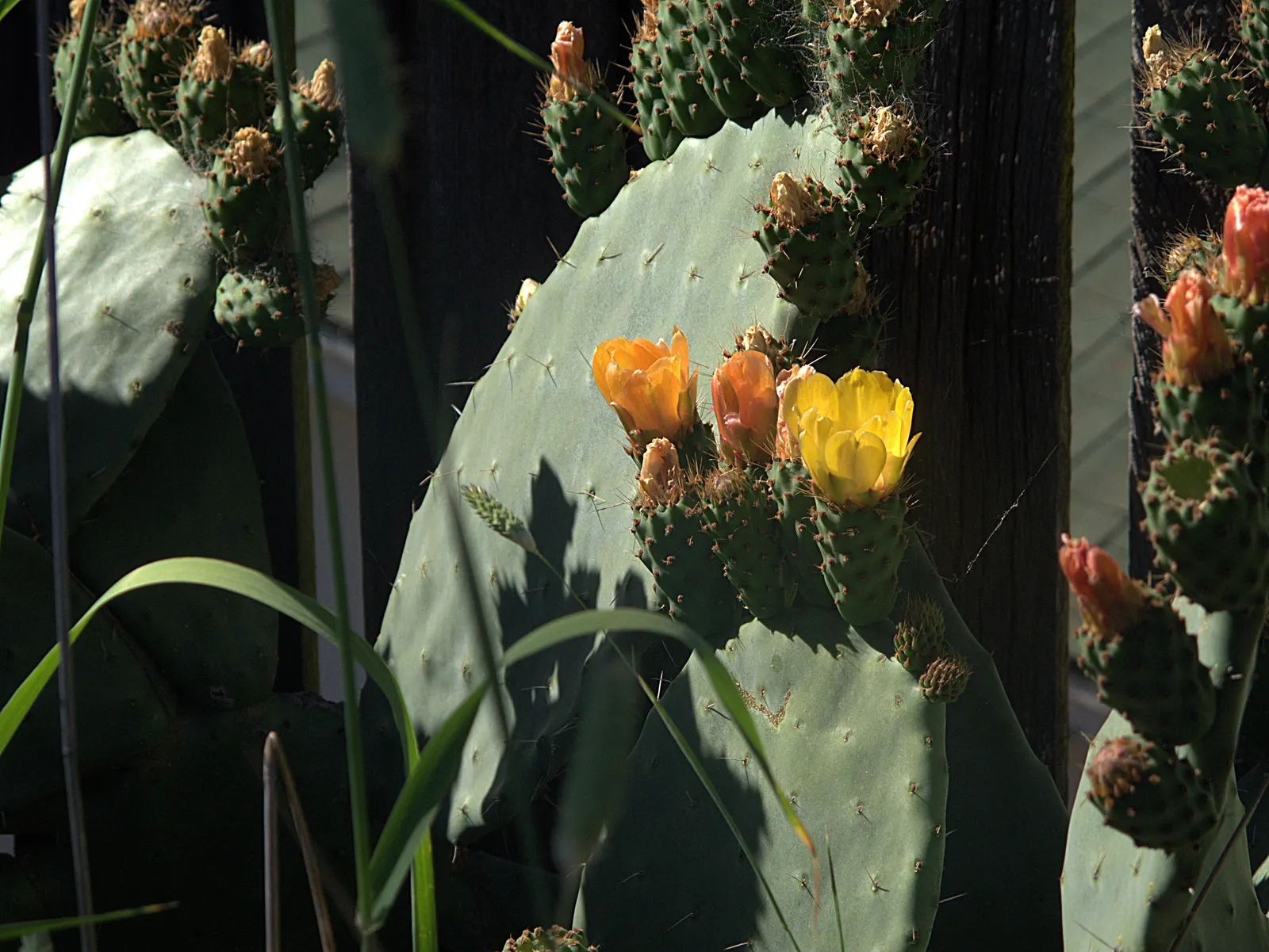 Mission Or Tree Cactus, Indian Fig (Opuntia Ficus-Indica) — barbed bristles known as glochids; commonly known as the Mission or Tree Cactus, image 67
