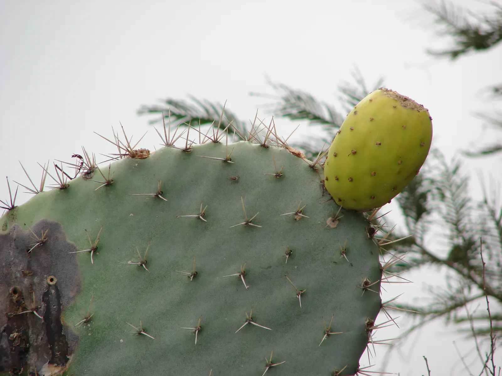 Mission Or Tree Cactus, Indian Fig (Opuntia Ficus-Indica) — typically yellow or orange