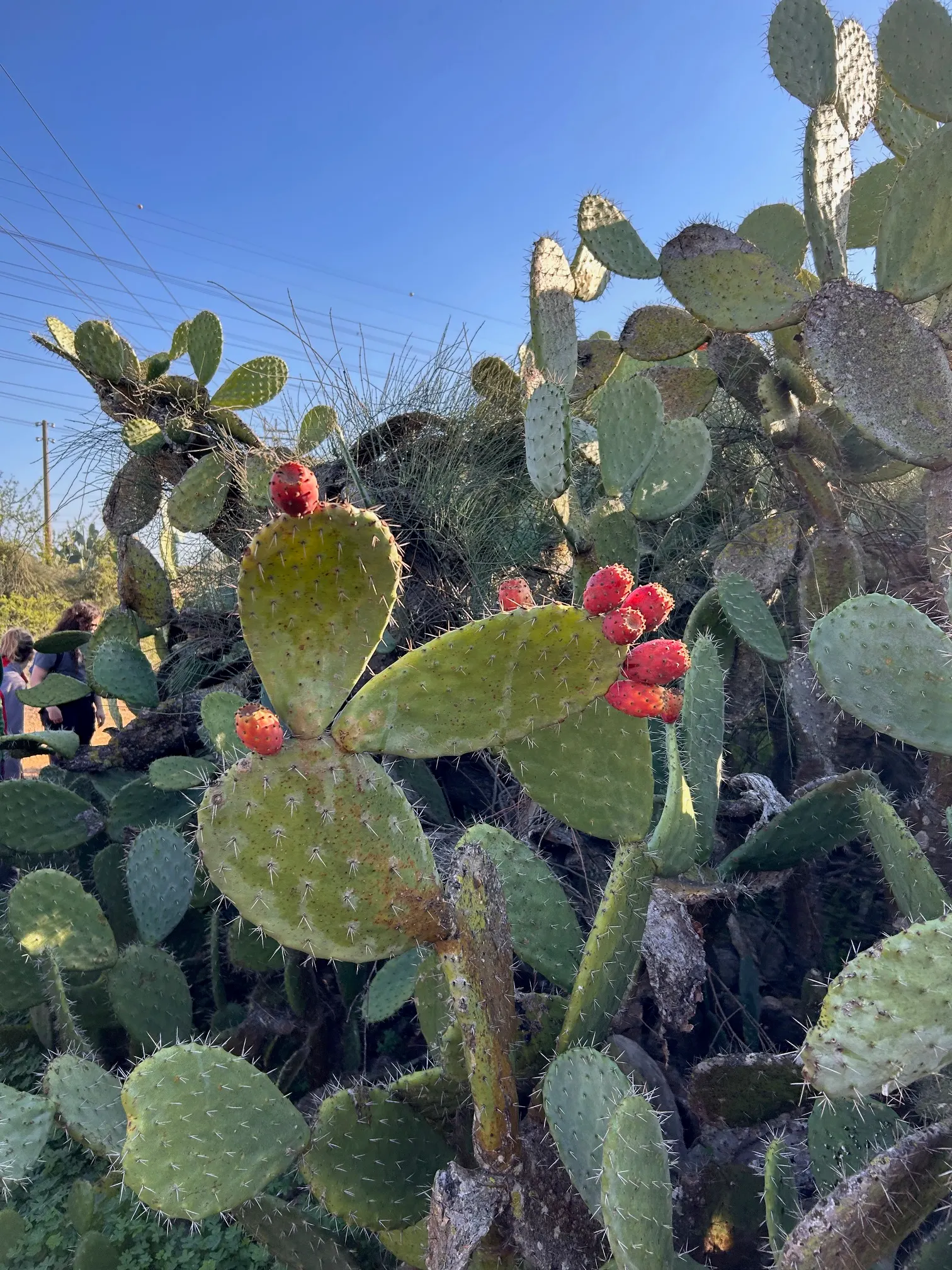 Mission Or Tree Cactus, Indian Fig (Opuntia Ficus-Indica) — The pads exhibit a rich, verdant hue which contributes a lush texture to the landscape; infrequent