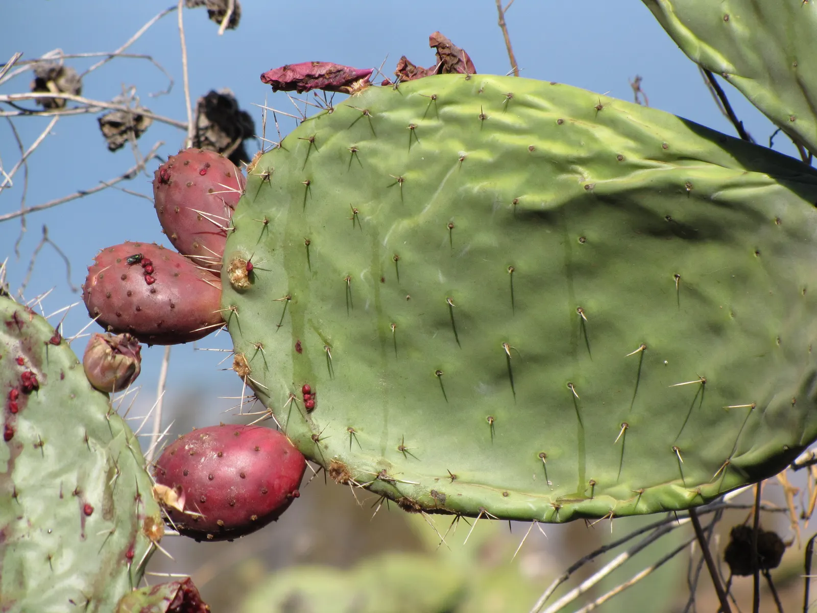 Mission Or Tree Cactus, Indian Fig (Opuntia Ficus-Indica) — typically yellow or orange; commonly known as the Mission cactus or Indian Fig