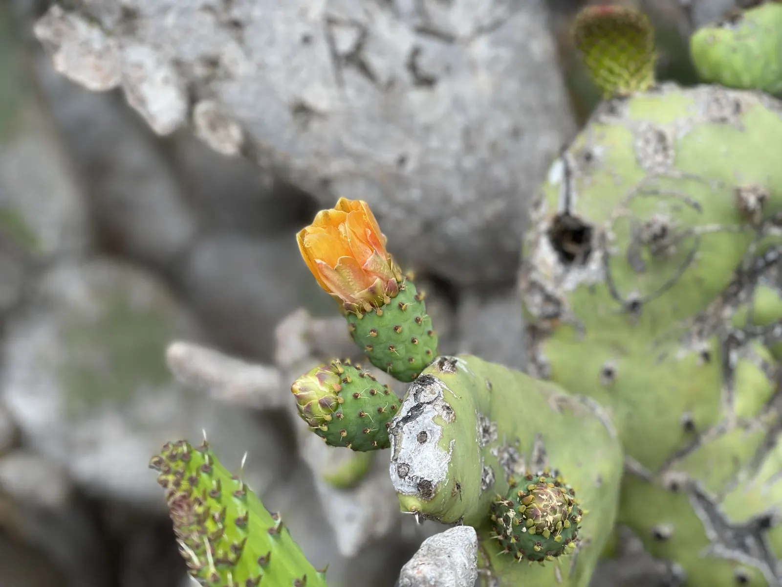 Mission Or Tree Cactus, Indian Fig (Opuntia Ficus-Indica) — purple fruits prized for their sweet flavor.<br><br>When designing; the pads exhibit a rich