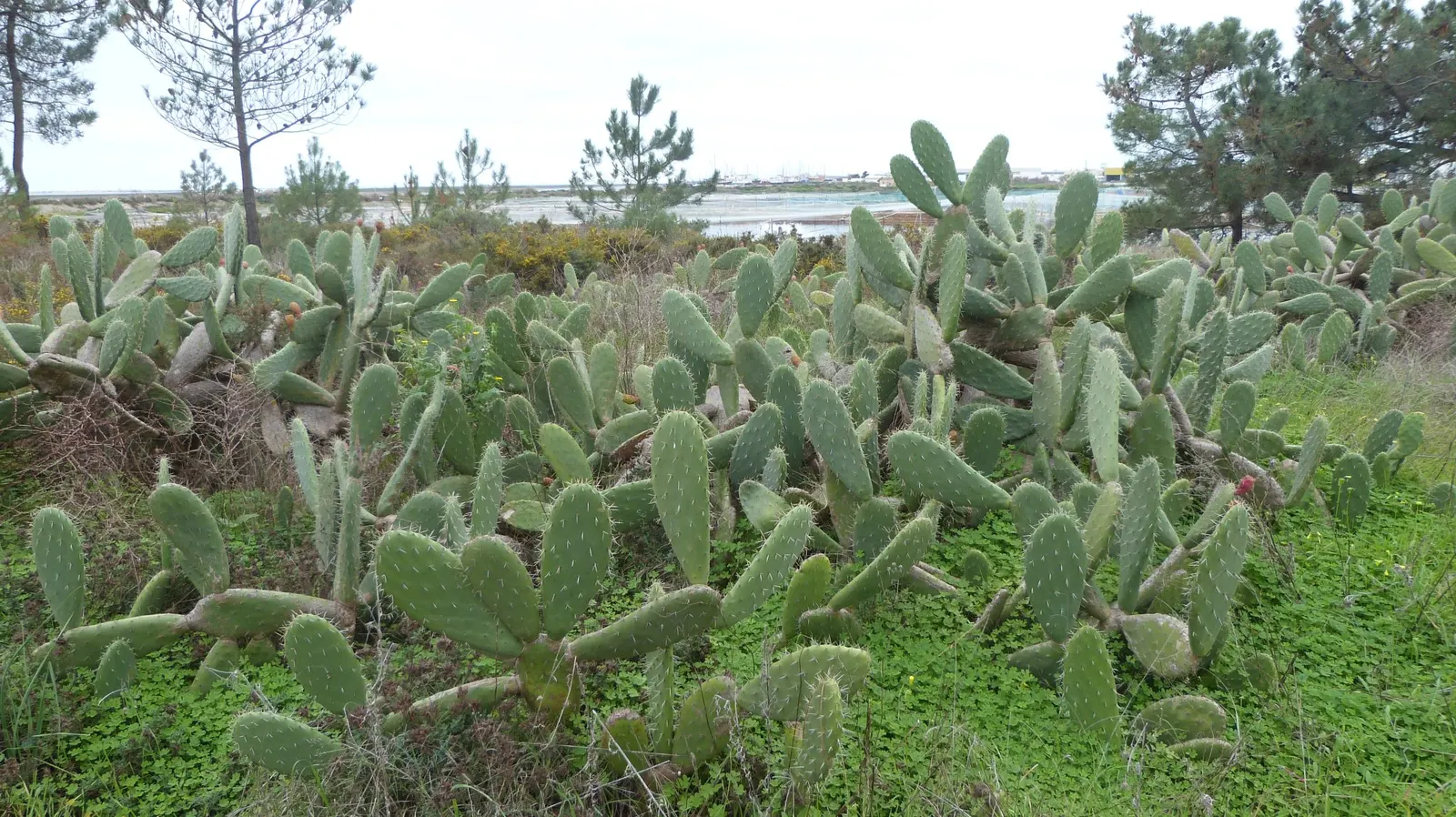 Mission Or Tree Cactus, Indian Fig (Opuntia Ficus-Indica) — This cactus reaches mature heights between 12 to 18 feet and spreads about 6 to 10 feet wide; this