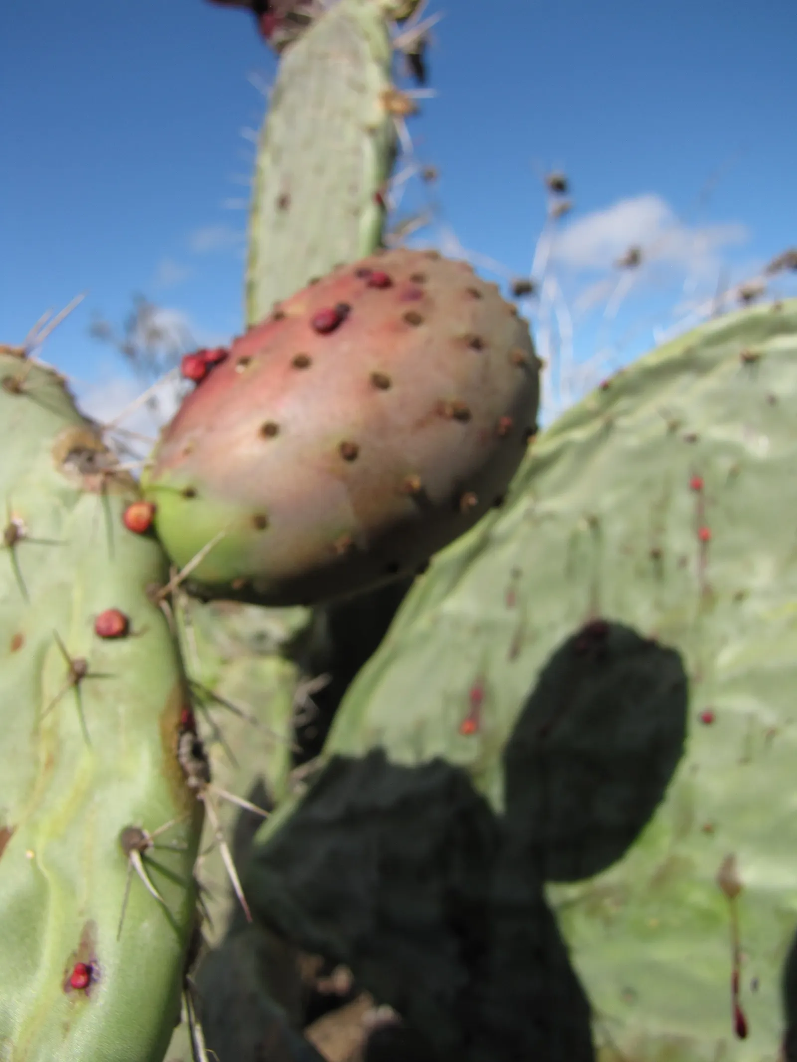 Mission Or Tree Cactus, Indian Fig (Opuntia Ficus-Indica) — purple fruits prized for their sweet flavor.<br><br>When designing; the pads exhibit a, image 72