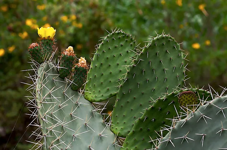 Mission Or Tree Cactus, Indian Fig (Opuntia Ficus-Indica) — cactus / succulent for full