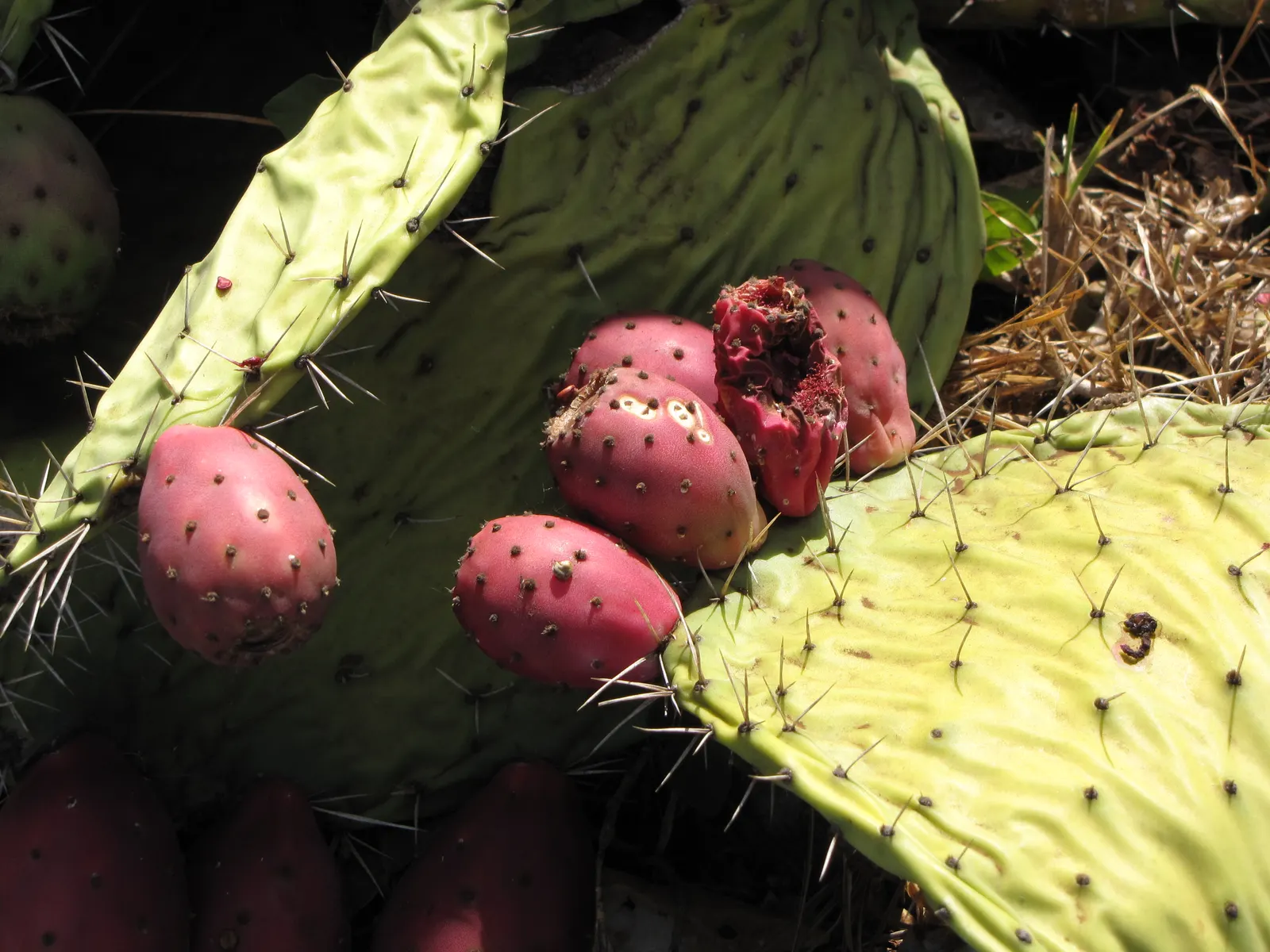 Mission Or Tree Cactus, Indian Fig (Opuntia Ficus-Indica) — green pads which are actually modified branches or stems and can grow up to 18 inches, image 58