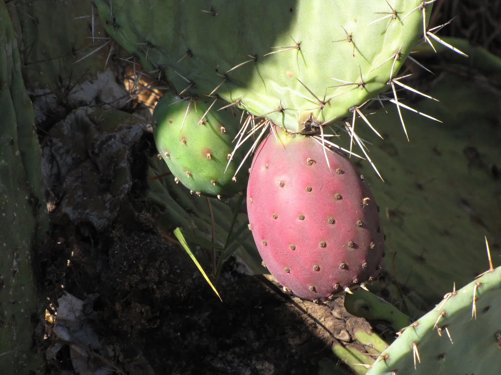 Mission Or Tree Cactus, Indian Fig (Opuntia Ficus-Indica) — infrequent watering complies with its drought-tolerant nature; this cactus reaches, image 102