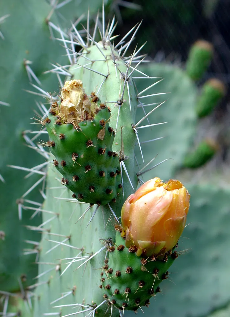 Mission Or Tree Cactus, Indian Fig (Opuntia Ficus-Indica) — cactus / succulent with orange blooms
