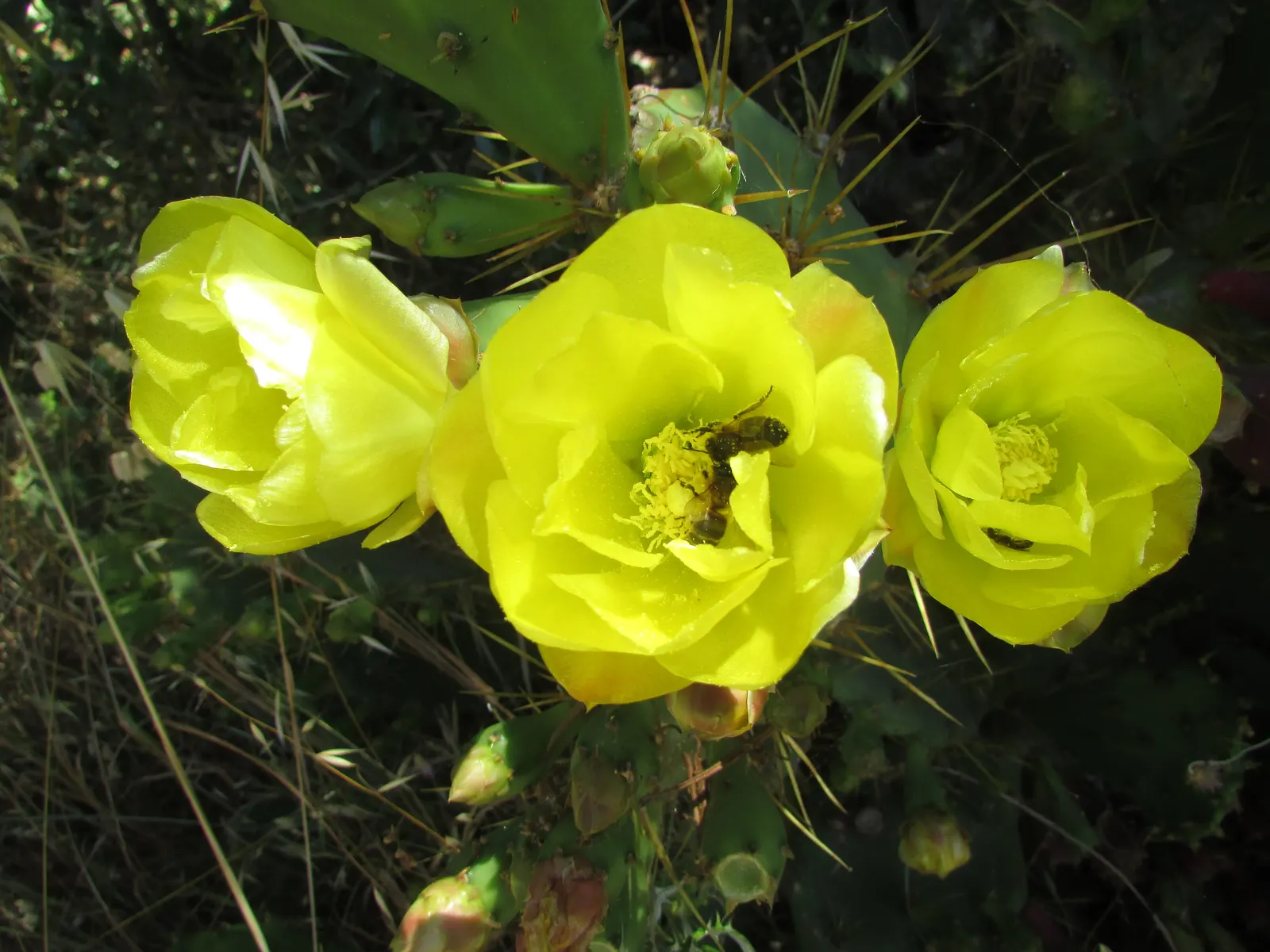 Mission Or Tree Cactus, Indian Fig (Opuntia Ficus-Indica) — Its incorporation within a garden landscape can introduce an exotic and sculptural element