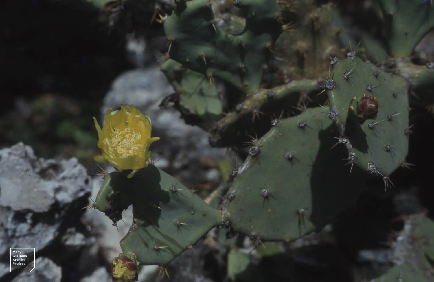 Mission Or Tree Cactus, Indian Fig (Opuntia Ficus-Indica) — commonly known as the Mission or Tree Cactus