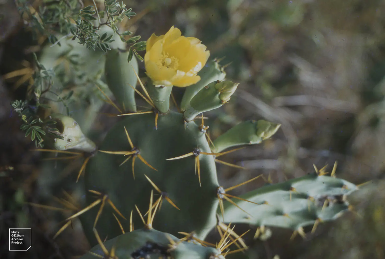 Mission Or Tree Cactus, Indian Fig (Opuntia Ficus-Indica) — bear in mind that this cactus thrives in full sun and requires well-drained soil to prevent root rot