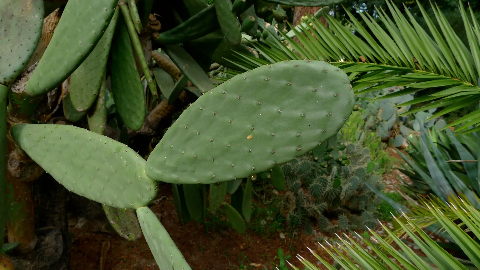 Mission Or Tree Cactus, Indian Fig (Opuntia Ficus-Indica) — orange flowers in the garden; requiring sufficient space within your design layout for proper