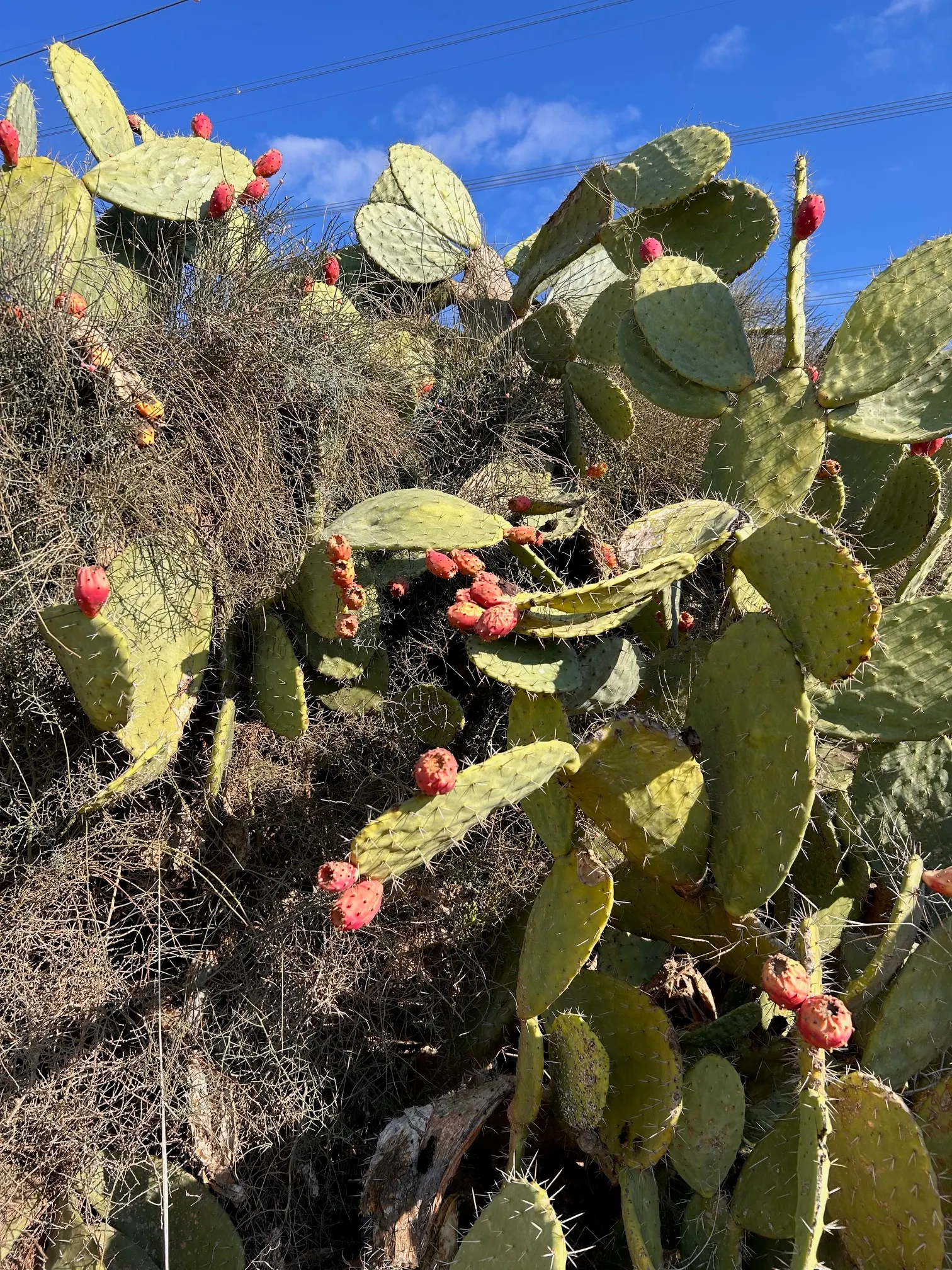 Mission Or Tree Cactus, Indian Fig (Opuntia Ficus-Indica) — promoting a sustainable and water-wise environment; it features distinctive segmented