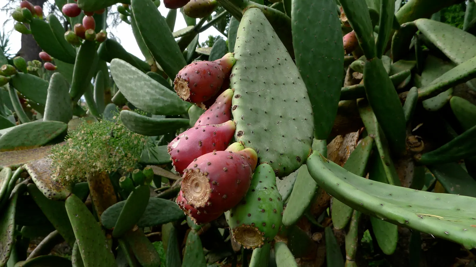Mission Or Tree Cactus, Indian Fig (Opuntia Ficus-Indica) — requiring sufficient space within your design layout for proper growth and visual impact