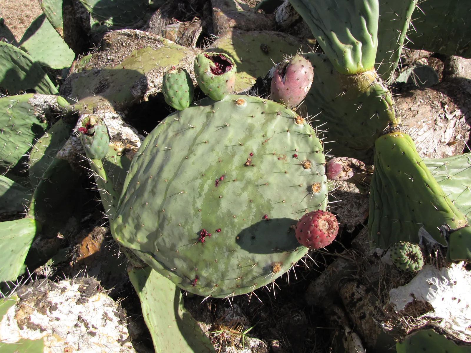 Mission Or Tree Cactus, Indian Fig (Opuntia Ficus-Indica) — is a robust and versatile species well-suited for arid and semi-arid landscaping, image 89