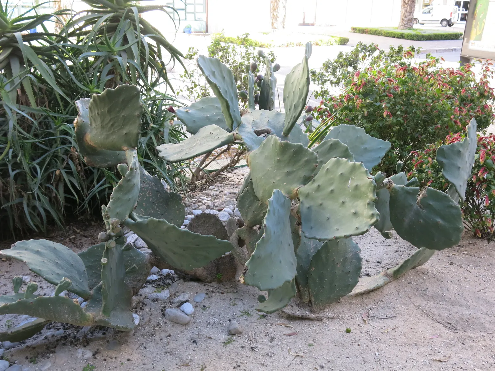 Mission Or Tree Cactus, Indian Fig (Opuntia Ficus-Indica) — paddle-like cladodes or 'pads'; cactus / succulent for full, image 66