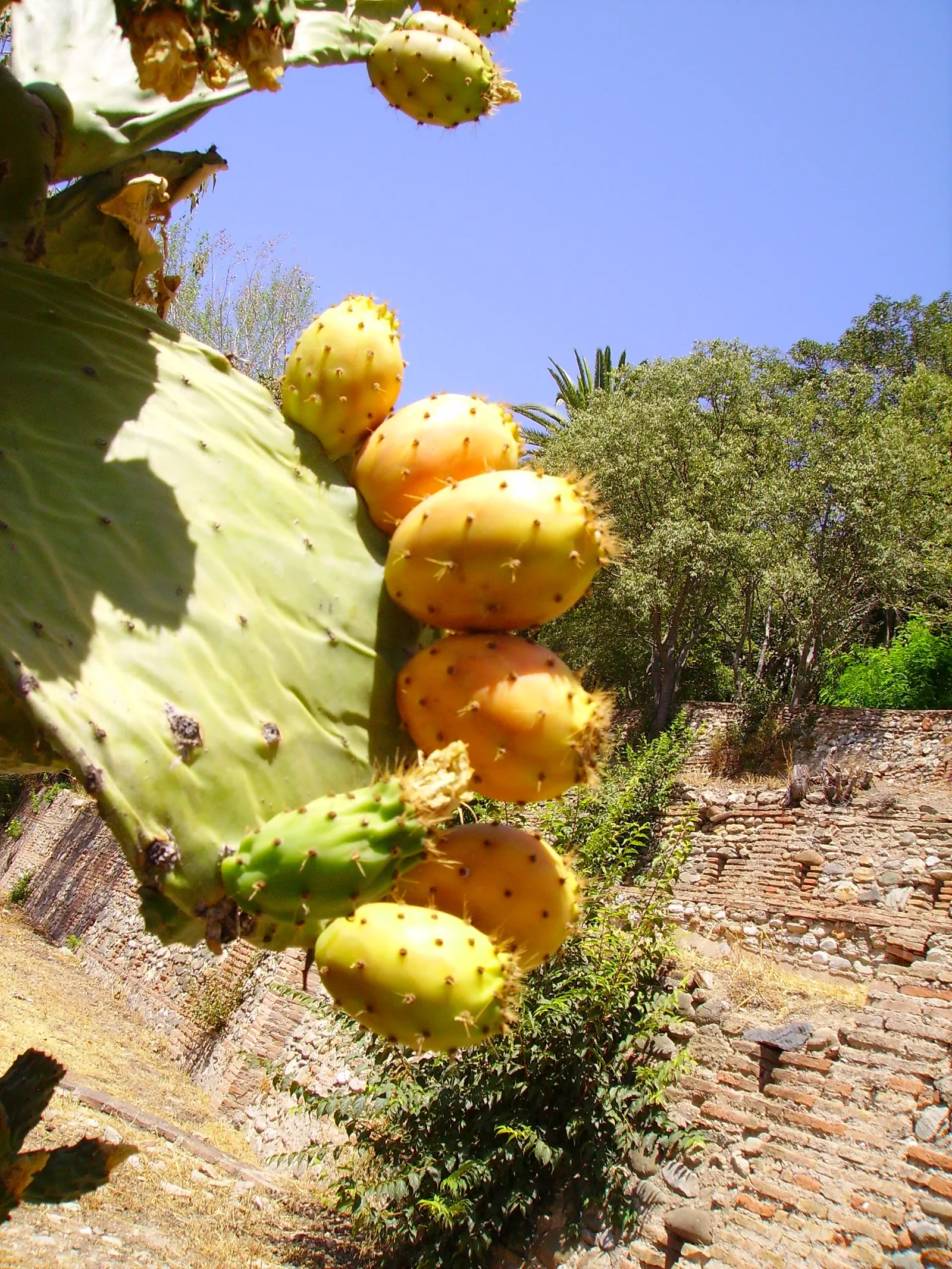 Mission Or Tree Cactus, Indian Fig (Opuntia Ficus-Indica) — so site placement should consider low-traffic areas, image 68