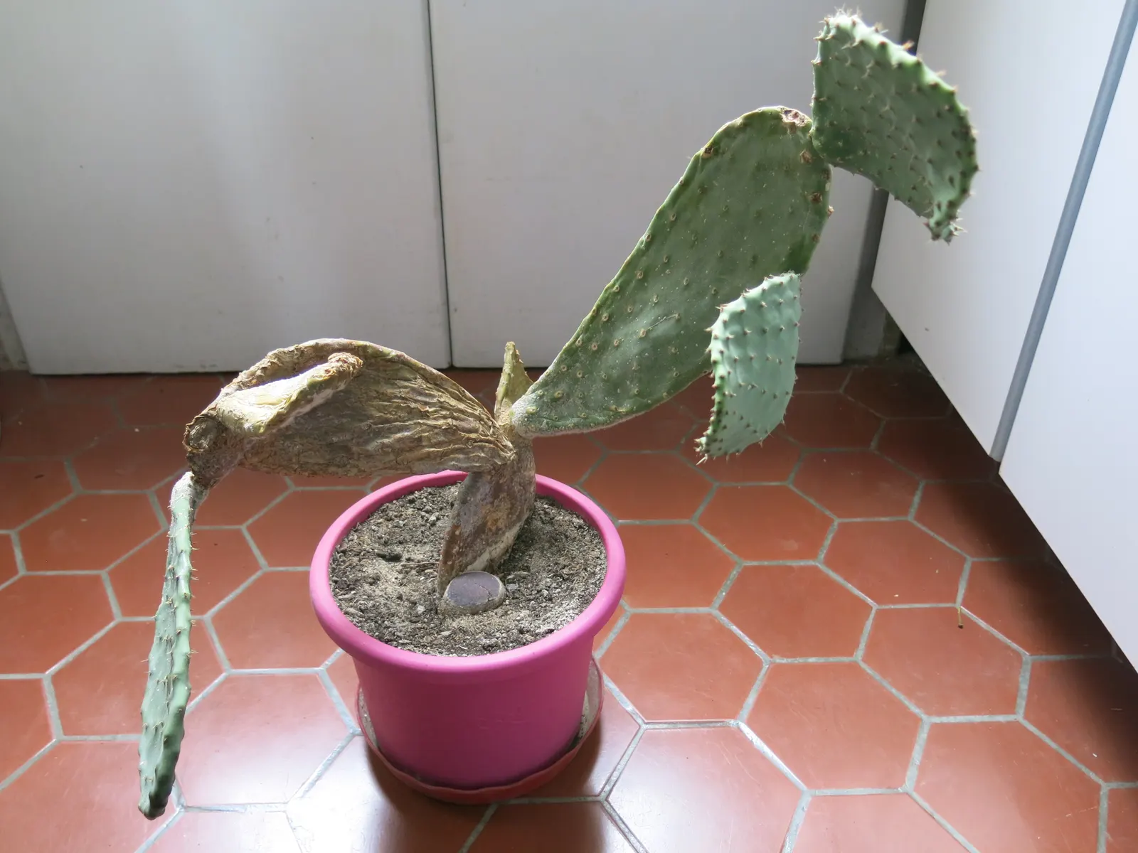 Mission Or Tree Cactus, Indian Fig (Opuntia Ficus-Indica) — barbed bristles known as glochids; commonly known as the Mission or Tree Cactus