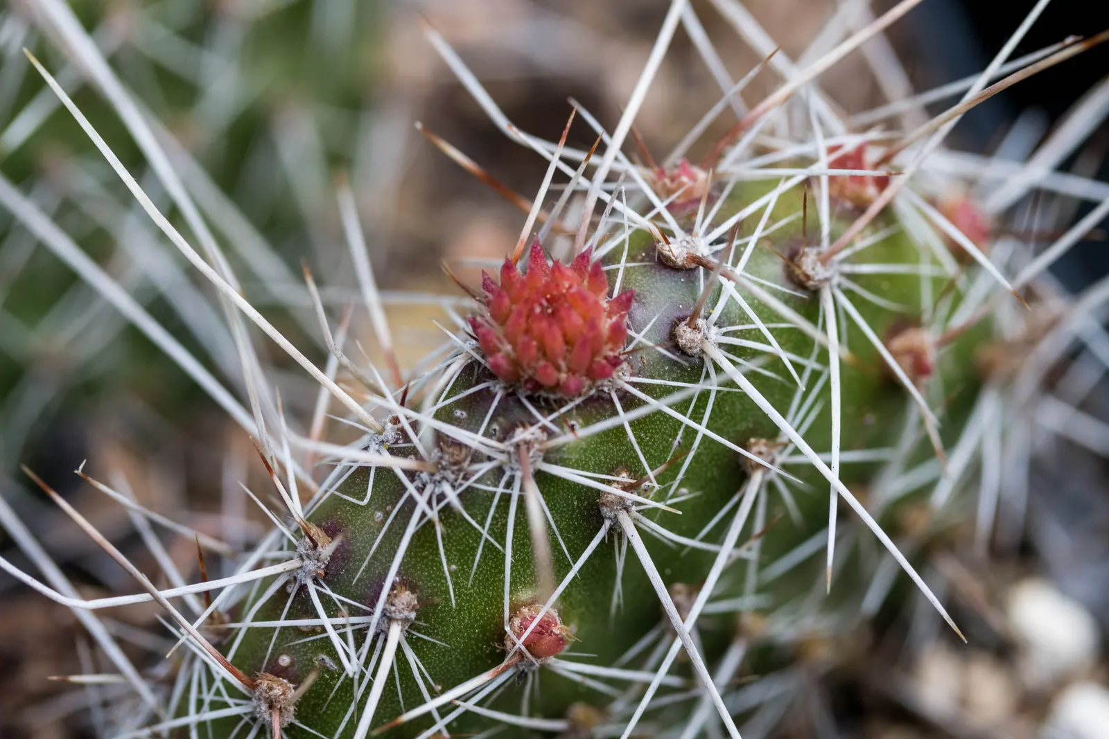 Mission Or Tree Cactus, Indian Fig (Opuntia Ficus-Indica) — providing habitat and nourishment to native wildlife; typically yellow or orange