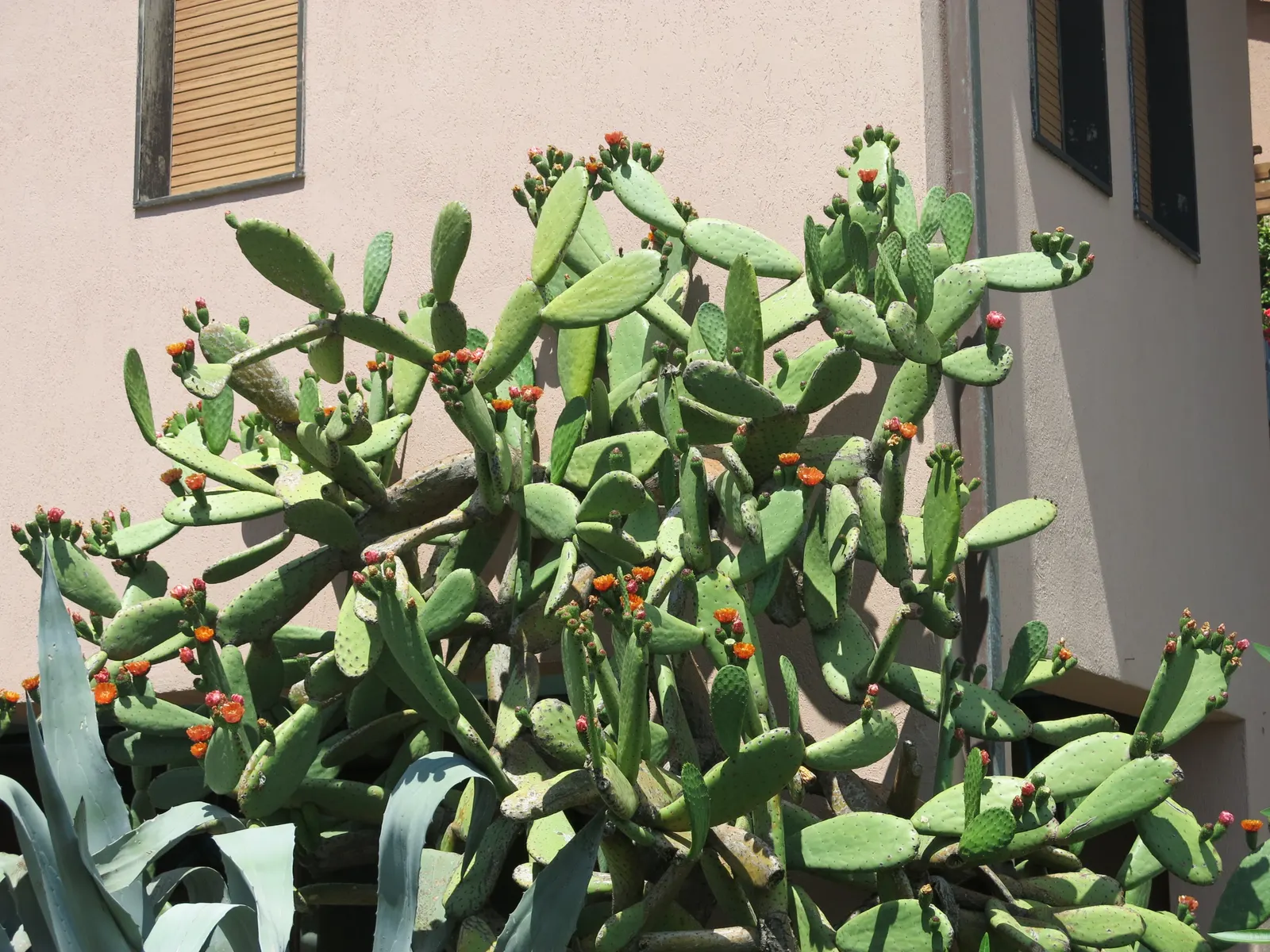 Mission Or Tree Cactus, Indian Fig (Opuntia Ficus-Indica) — cactus / succulent with orange blooms; which later develop into edible, image 80