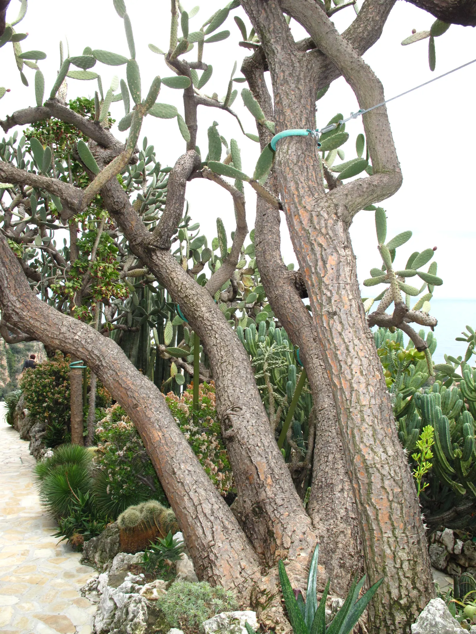 Mission Or Tree Cactus, Indian Fig (Opuntia Ficus-Indica) — commonly known as the Mission or Tree Cactus; bear in mind that this cactus thrives in, image 61