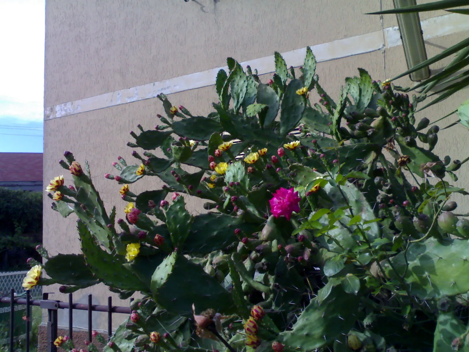 Mission Or Tree Cactus, Indian Fig (Opuntia Ficus-Indica) — infrequent watering complies with its drought-tolerant nature; this cactus reaches mature heights