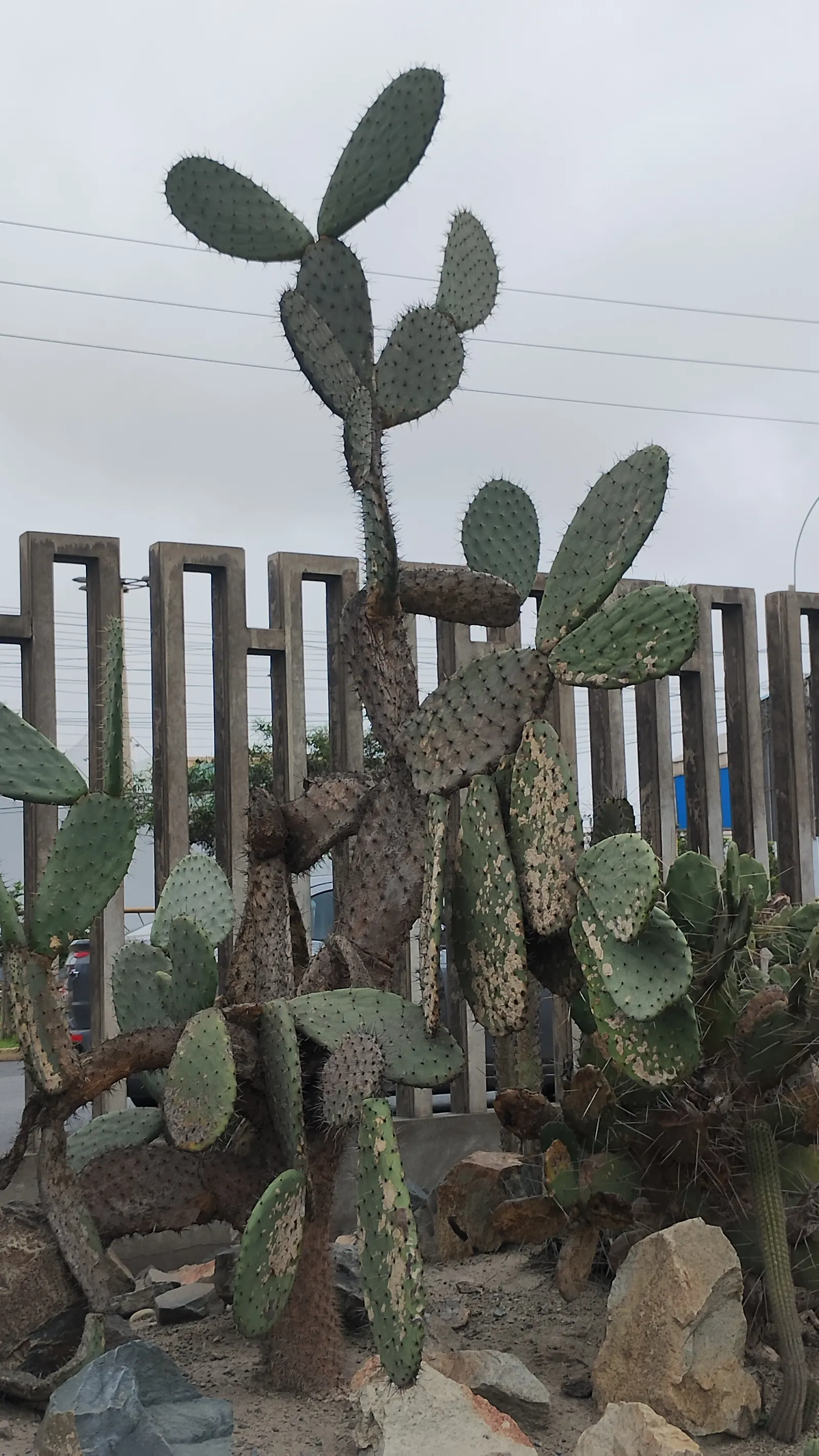 Mission Or Tree Cactus, Indian Fig (Opuntia Ficus-Indica) — green pads which are actually modified branches or stems and can grow up to 18 inches long