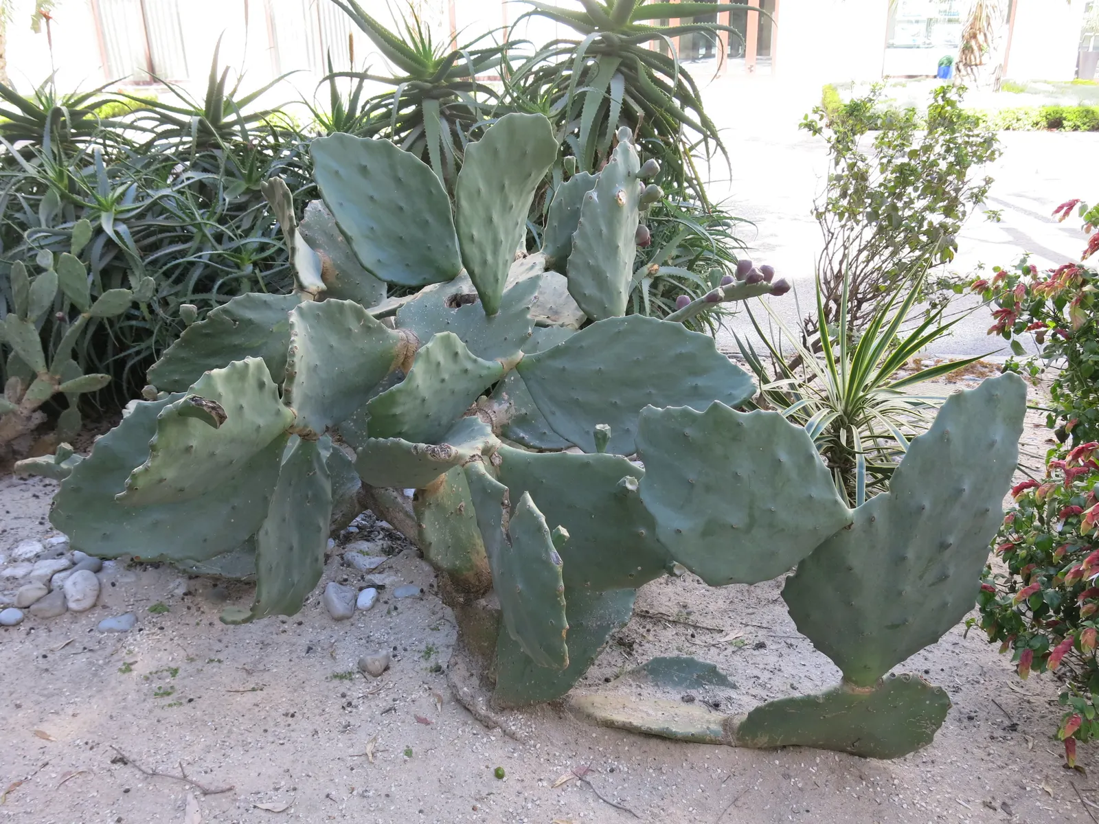 Mission Or Tree Cactus, Indian Fig (Opuntia Ficus-Indica) — This cactus reaches mature heights between 12 to 18 feet and spreads about 6 to 10 feet wide