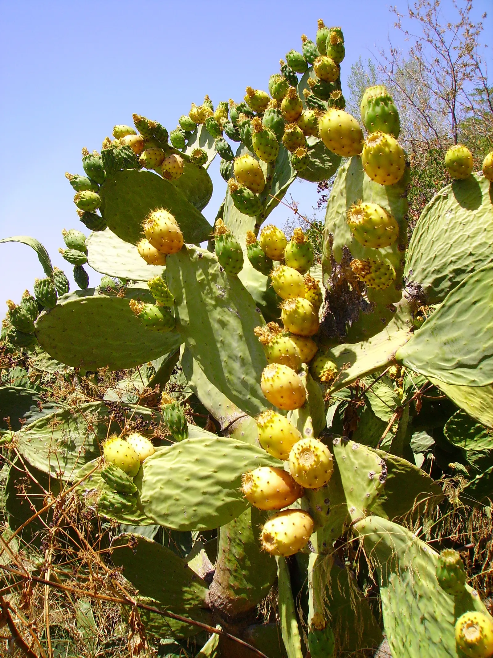 Mission Or Tree Cactus, Indian Fig (Opuntia Ficus-Indica) — Bright yellow flowers bloom in spring, turning into edible reddish-purple fruits, image 32