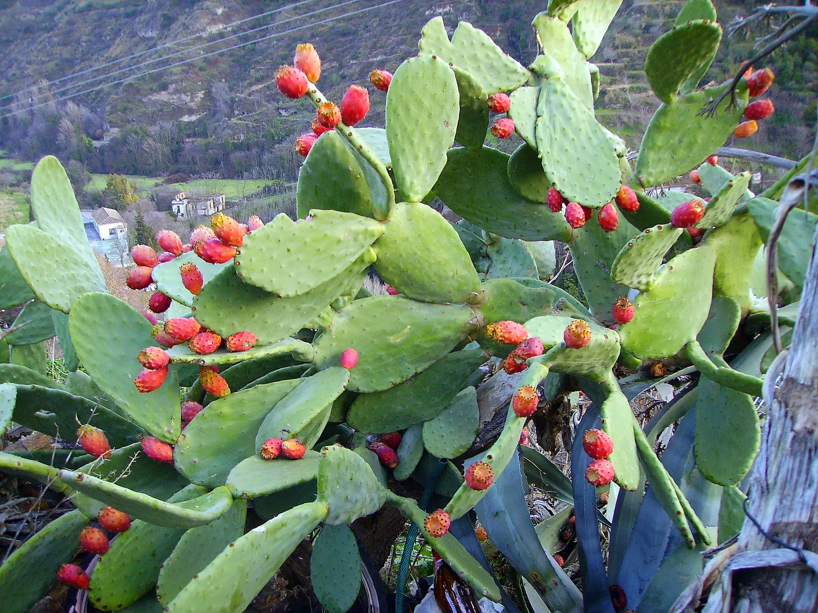 Mission Or Tree Cactus, Indian Fig (Opuntia Ficus-Indica) — Bright yellow flowers bloom in spring, turning into edible reddish-purple fruits
