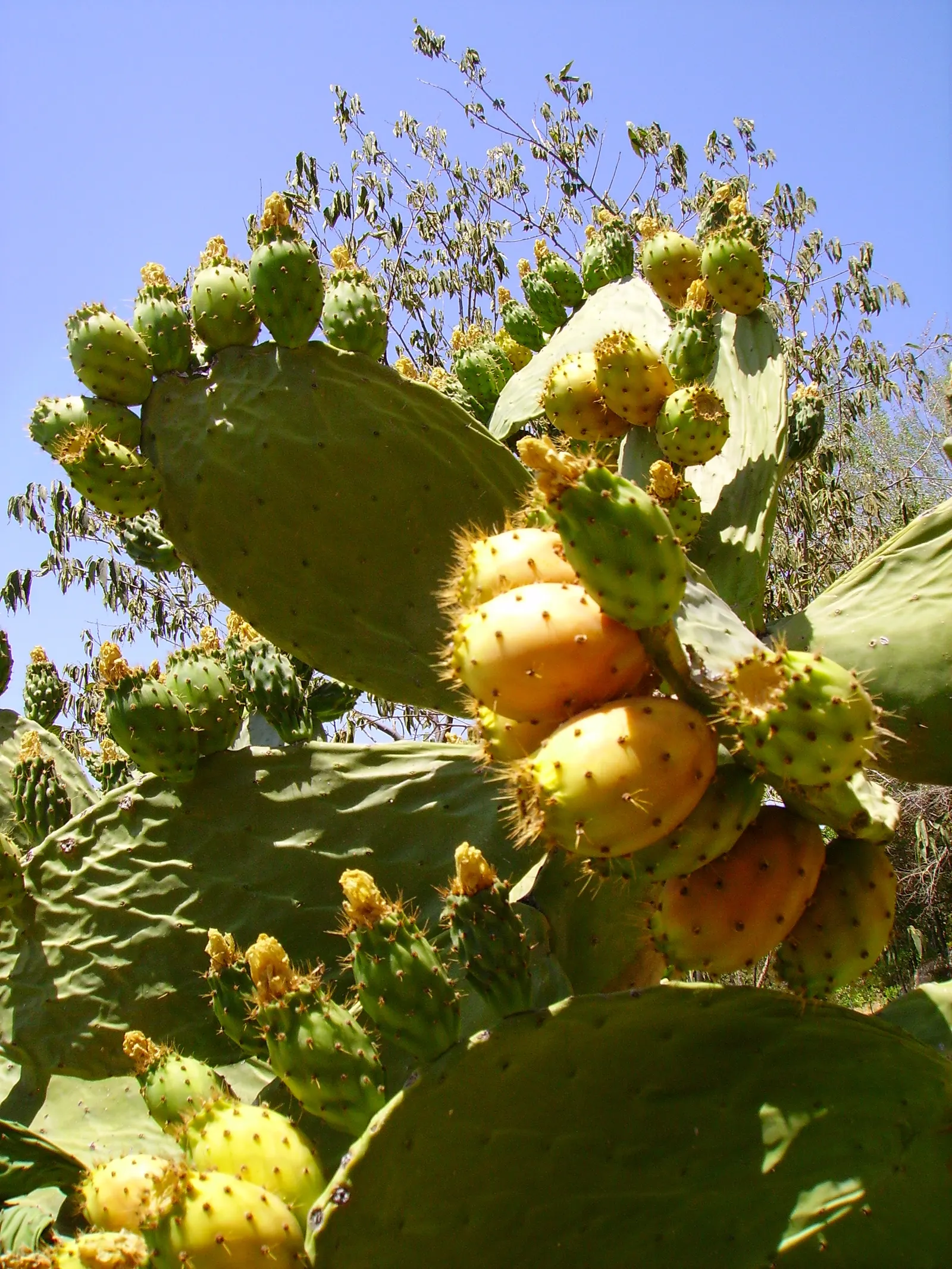 Mission Or Tree Cactus, Indian Fig (Opuntia Ficus-Indica) — commonly known as the Mission or Tree Cactus; bear in mind that this cactus thrives in full sun and