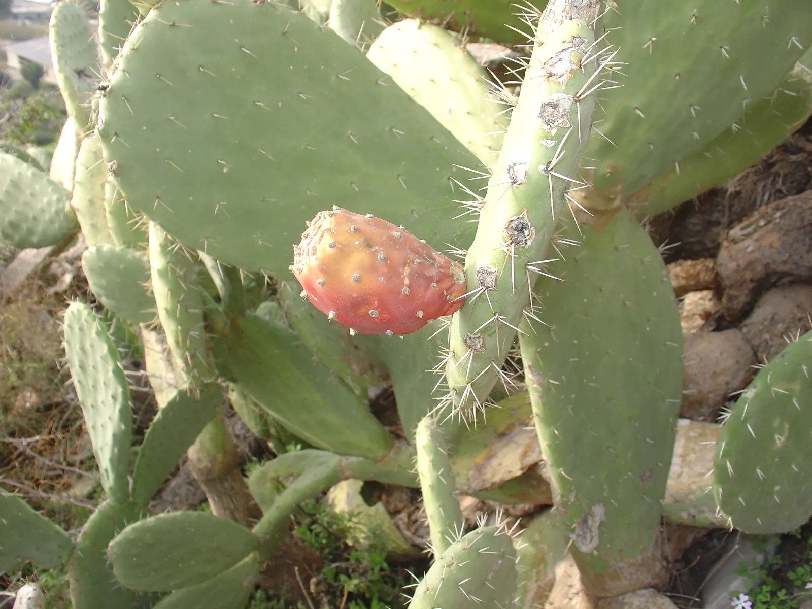 Mission Or Tree Cactus, Indian Fig (Opuntia Ficus-Indica) — This drought-tolerant plant requires well-drained soil and full sun, ideal for, image 87