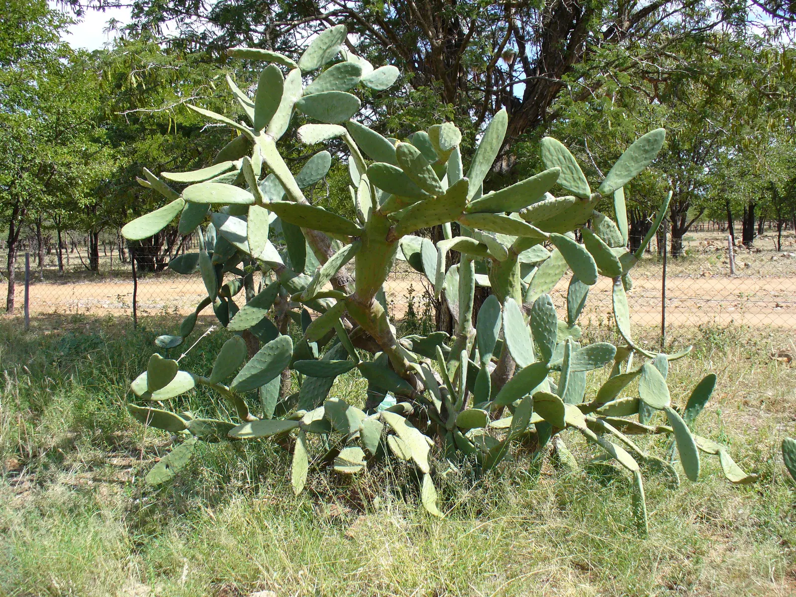Mission Or Tree Cactus, Indian Fig (Opuntia Ficus-Indica) — providing habitat and nourishment to native wildlife; typically yellow or orange, image 103