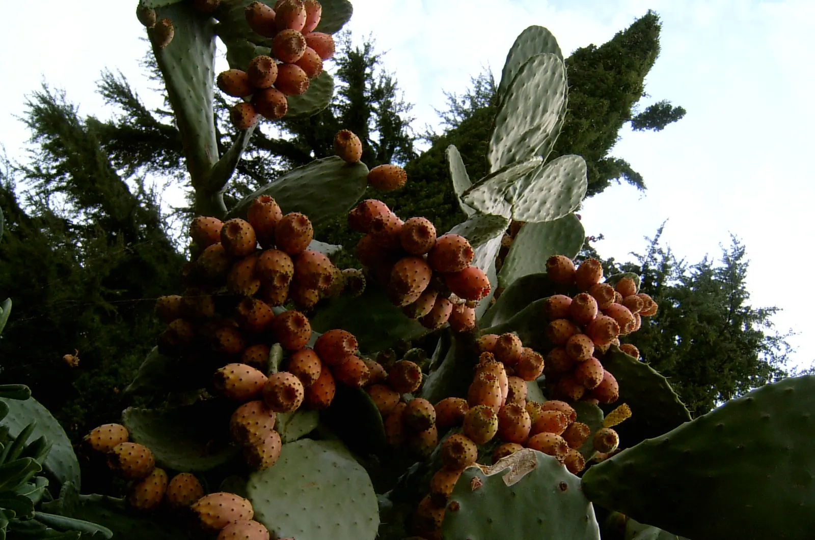 Mission Or Tree Cactus, Indian Fig (Opuntia Ficus-Indica) — which later develop into edible; is a robust and versatile species well-suited for arid, image 71