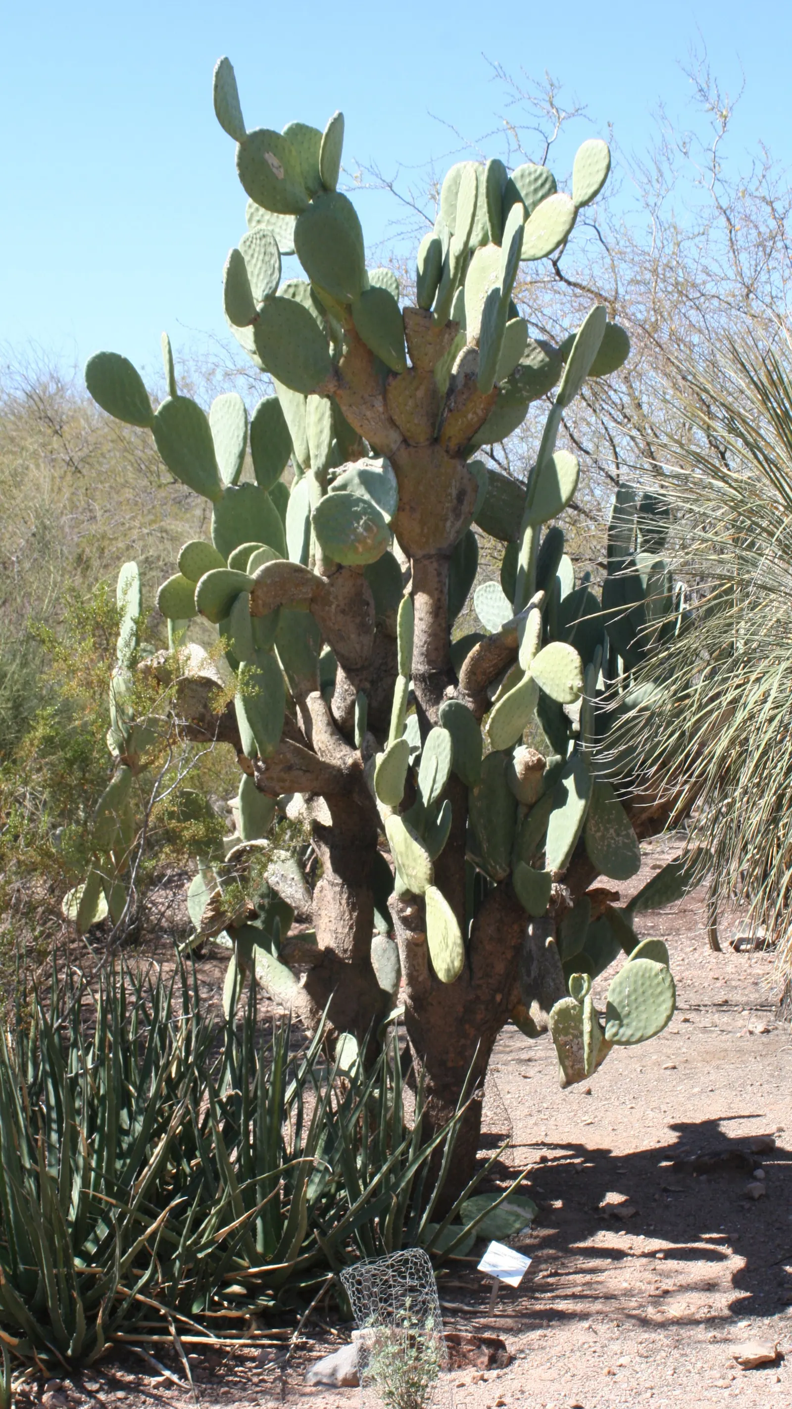 Mission Or Tree Cactus, Indian Fig (Opuntia Ficus-Indica) — typically yellow or orange; commonly known as the Mission cactus or Indian Fig, image 70