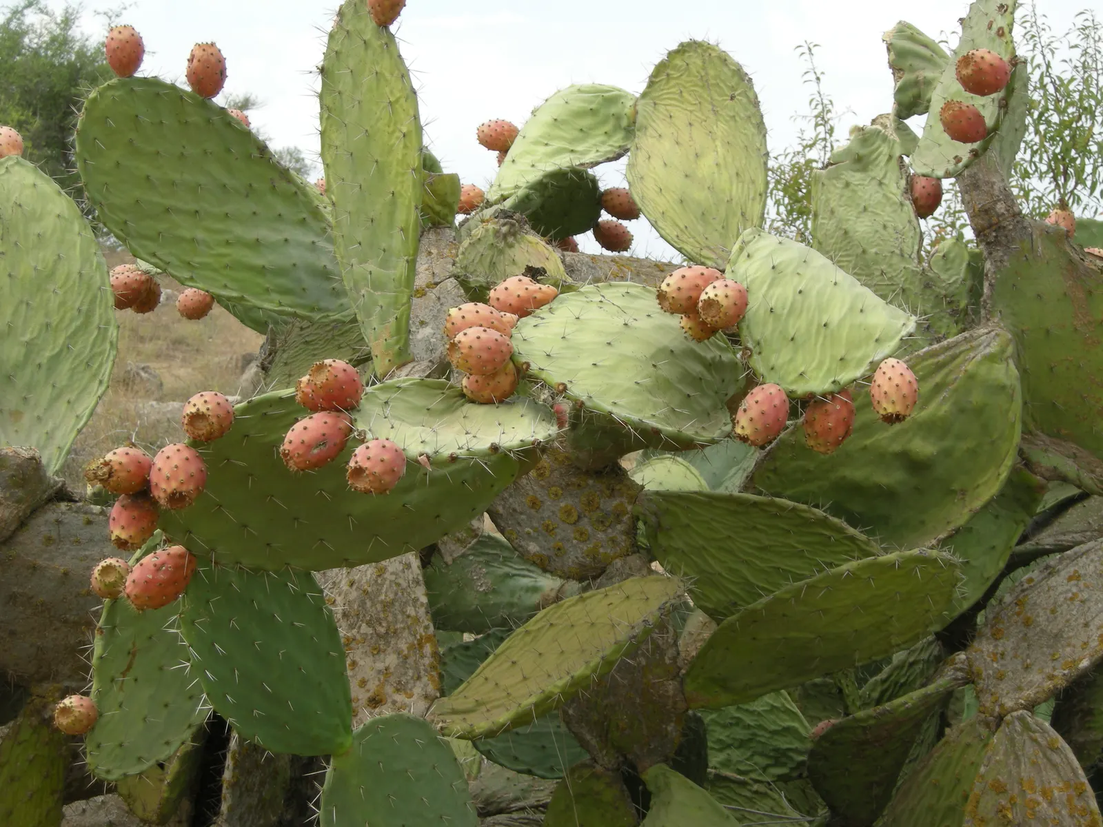 Mission Or Tree Cactus, Indian Fig (Opuntia Ficus-Indica) — commonly known as the Mission cactus or Indian Fig; green pads which are actually, image 55