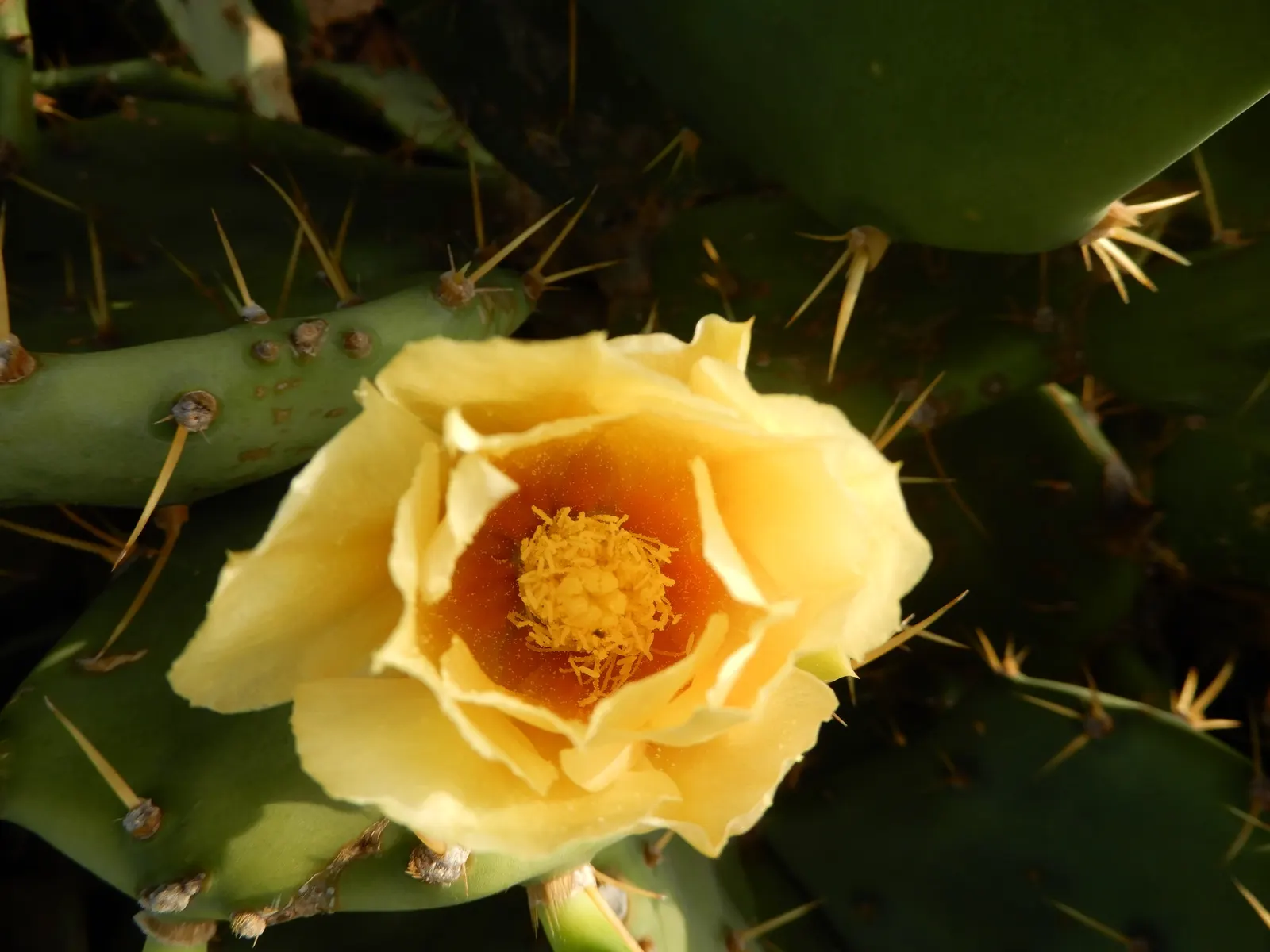 Mission Or Tree Cactus, Indian Fig (Opuntia Ficus-Indica) — Bright yellow flowers bloom in spring, turning into edible reddish-purple fruits, image 59
