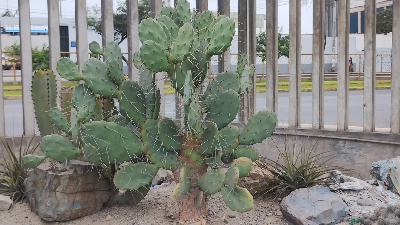 Mission Or Tree Cactus, Indian Fig (Opuntia Ficus-Indica) — barbed bristles known as glochids; commonly known as the Mission or Tree Cactus, image 94