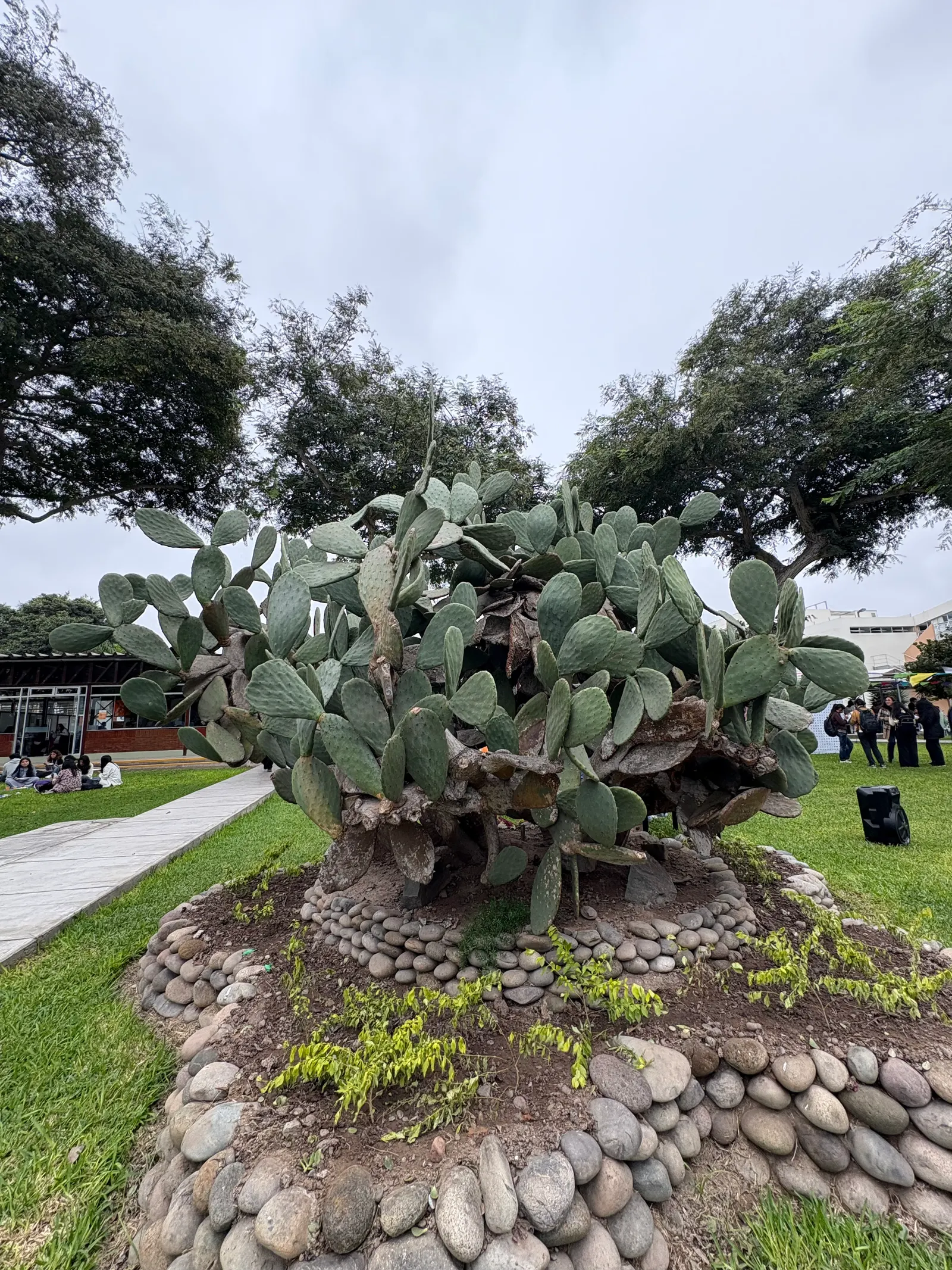 Mission Or Tree Cactus, Indian Fig (Opuntia Ficus-Indica) — which later develop into edible