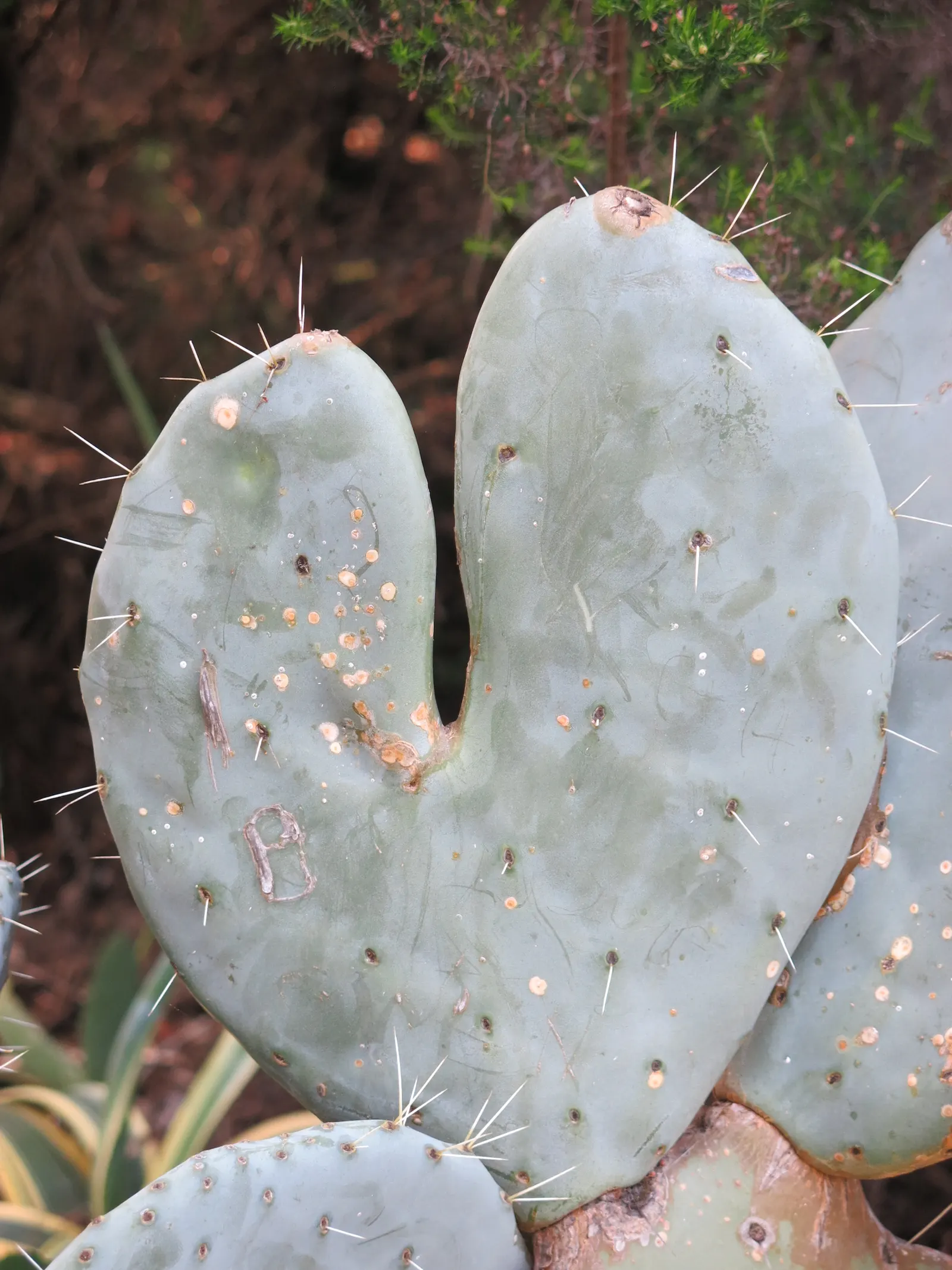 Mission Or Tree Cactus, Indian Fig (Opuntia Ficus-Indica) — The pads exhibit a rich, verdant hue which contributes a lush texture to the landscape