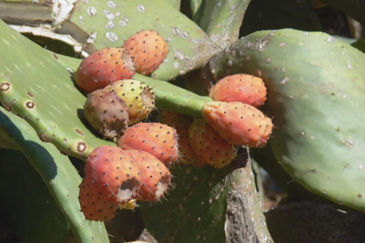 Mission Or Tree Cactus, Indian Fig (Opuntia Ficus-Indica) — is a robust and versatile species well-suited for arid and semi-arid landscaping