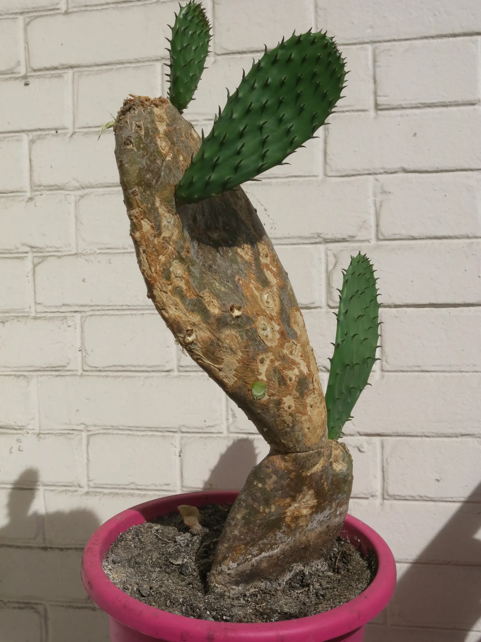Mission Or Tree Cactus, Indian Fig (Opuntia Ficus-Indica) — requiring sufficient space within your design layout for proper growth and visual, image 91