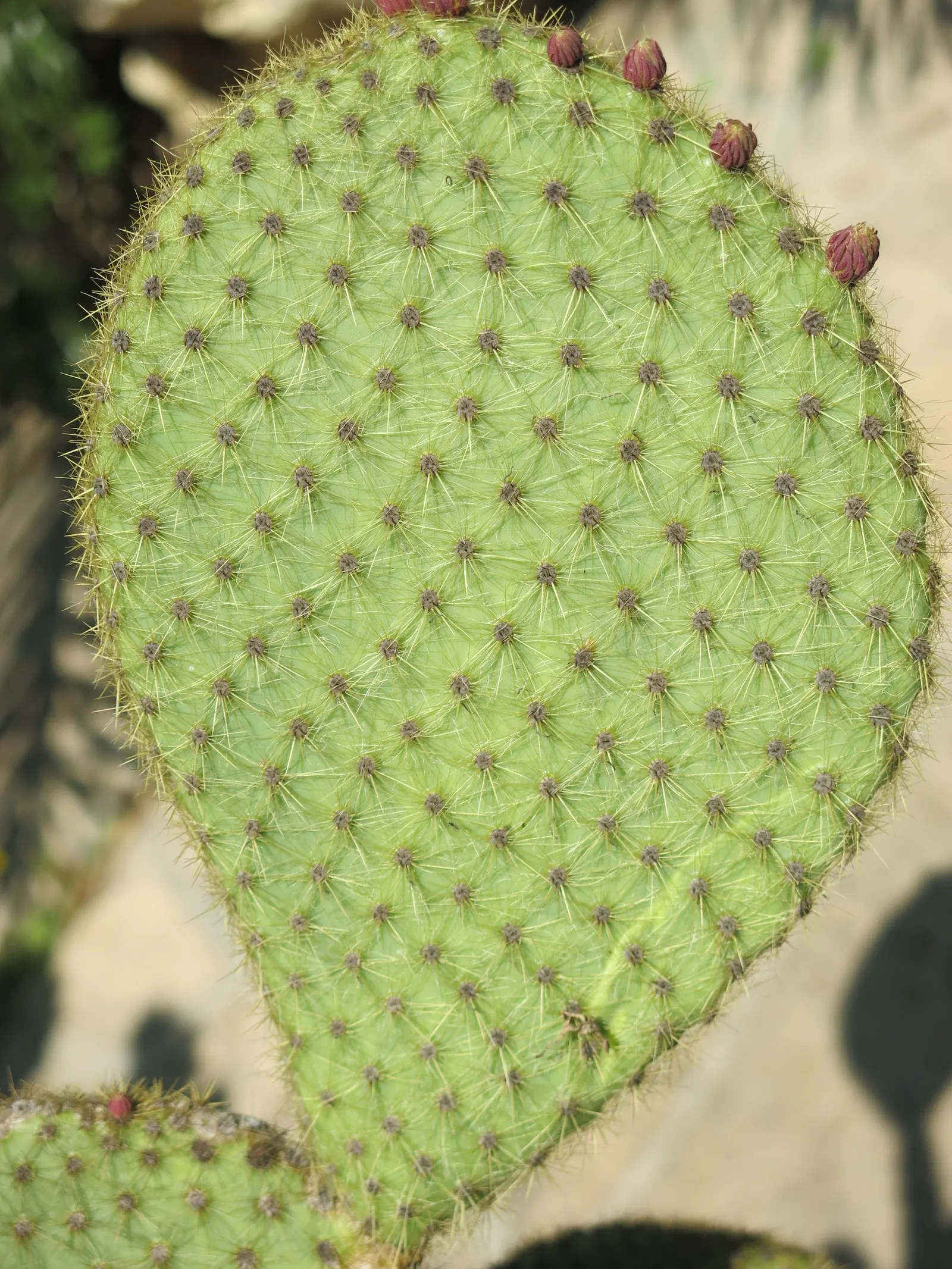Mission Or Tree Cactus, Indian Fig (Opuntia Ficus-Indica) — cactus / succulent for full; promoting a sustainable and water-wise environment, image 81