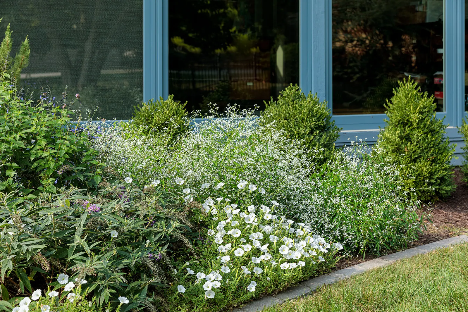 Diamond Mountain® Euphorbia — is a mounded annual with green foliage and airy clouds of white blooms from planting to frost; larger and more landscape-forward