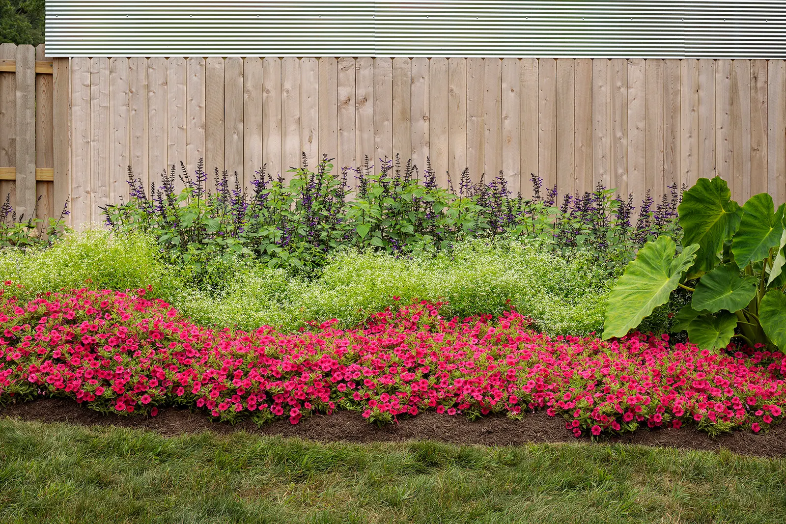 Paradise Petunia — though containers will need more regular irrigation during hot weather; hardy in USDA Zones 10a-11b