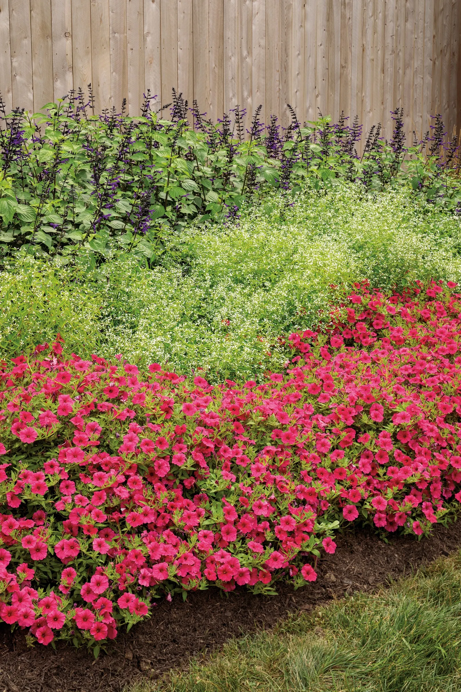 Deep Purple II Salvia — jewel-toned bloom display