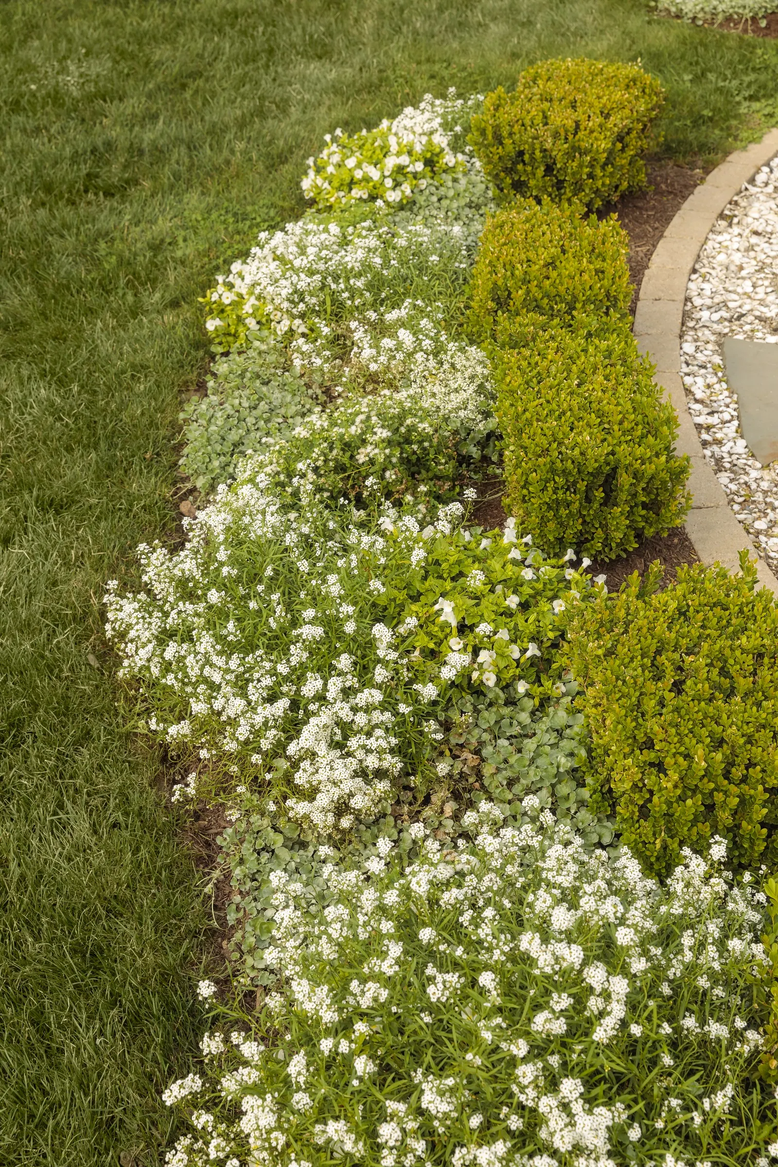 Snowdrift™ Petunia — medium-sized blooms over fresh green foliage from planting to hard frost; cloudlike effect against green foliage