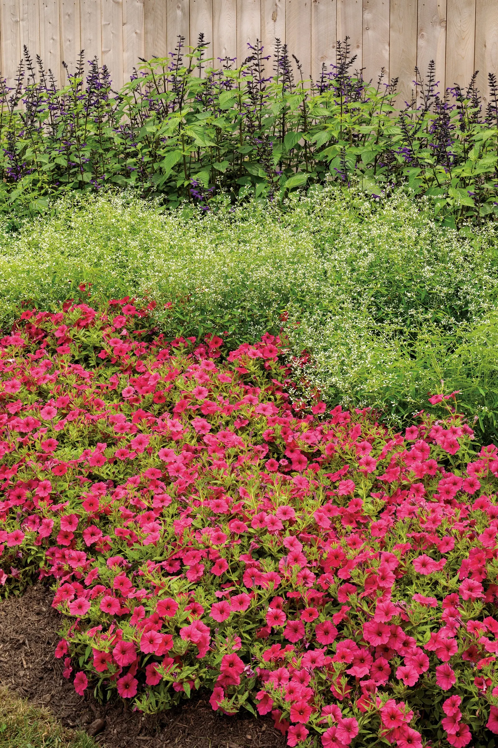 Paradise Petunia — commonly referred to as Paradise Petunia