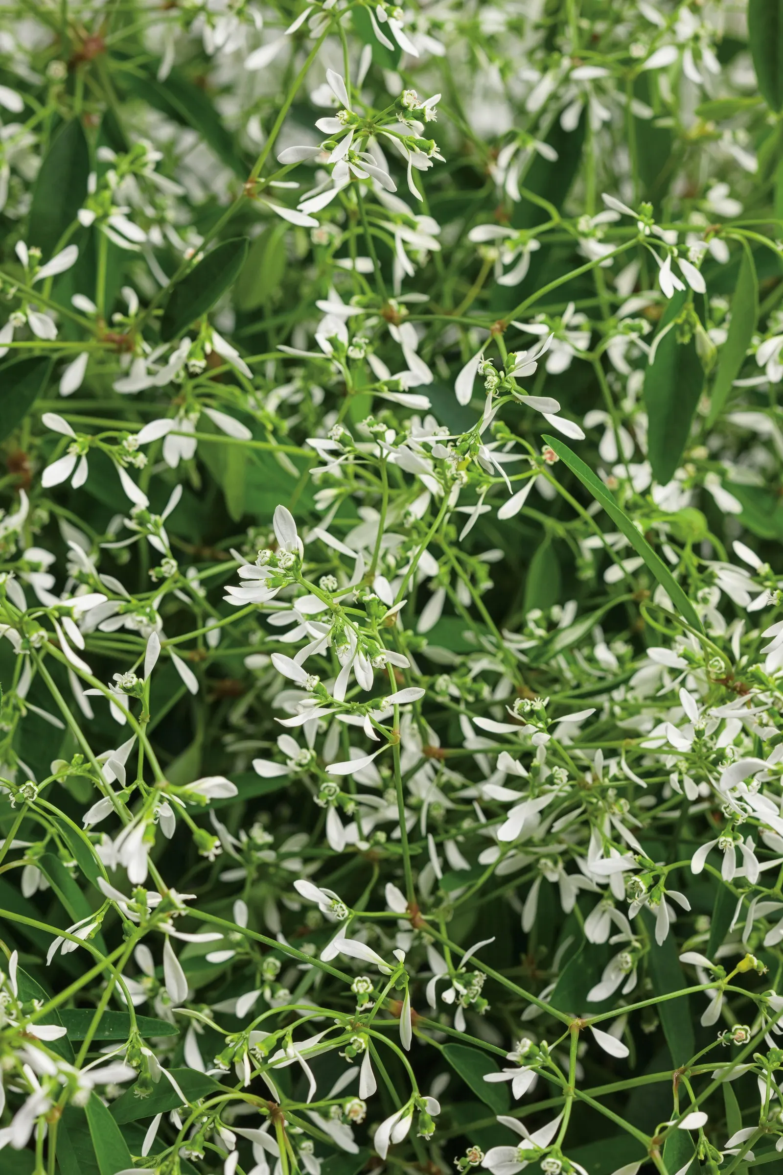 Diamond Mountain® Euphorbia — Diamond Mountain® forms a generous mounded plant; gardeners consistently find it remarkably tough