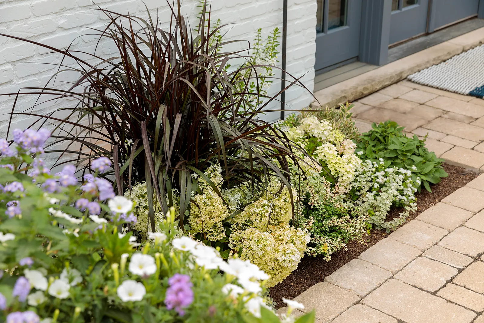 Snowdrift™ Petunia — commonly referred to as Snowdrift™ Petunia; forming generous drifts of bloom